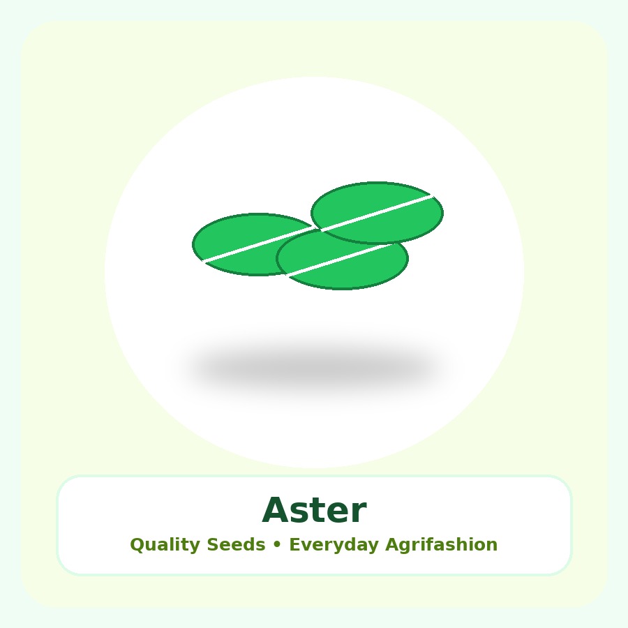 Aster Seeds 100 Seeds