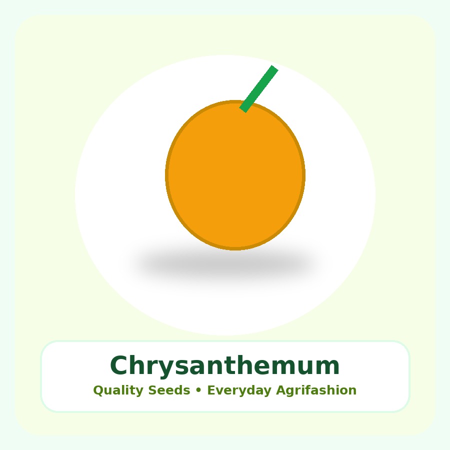 Chrysanthemum Seeds 100 Seeds