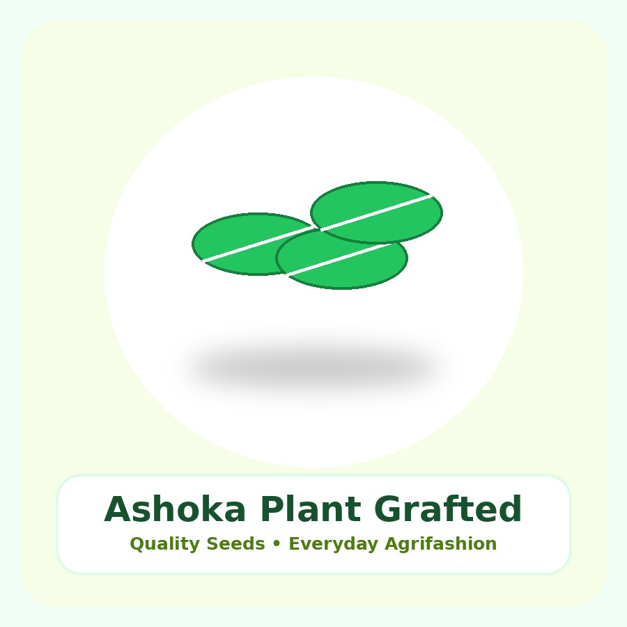 Ashoka Plant Grafted Plant