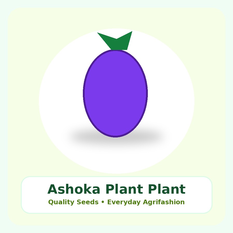 Ashoka Plant Premium Plant