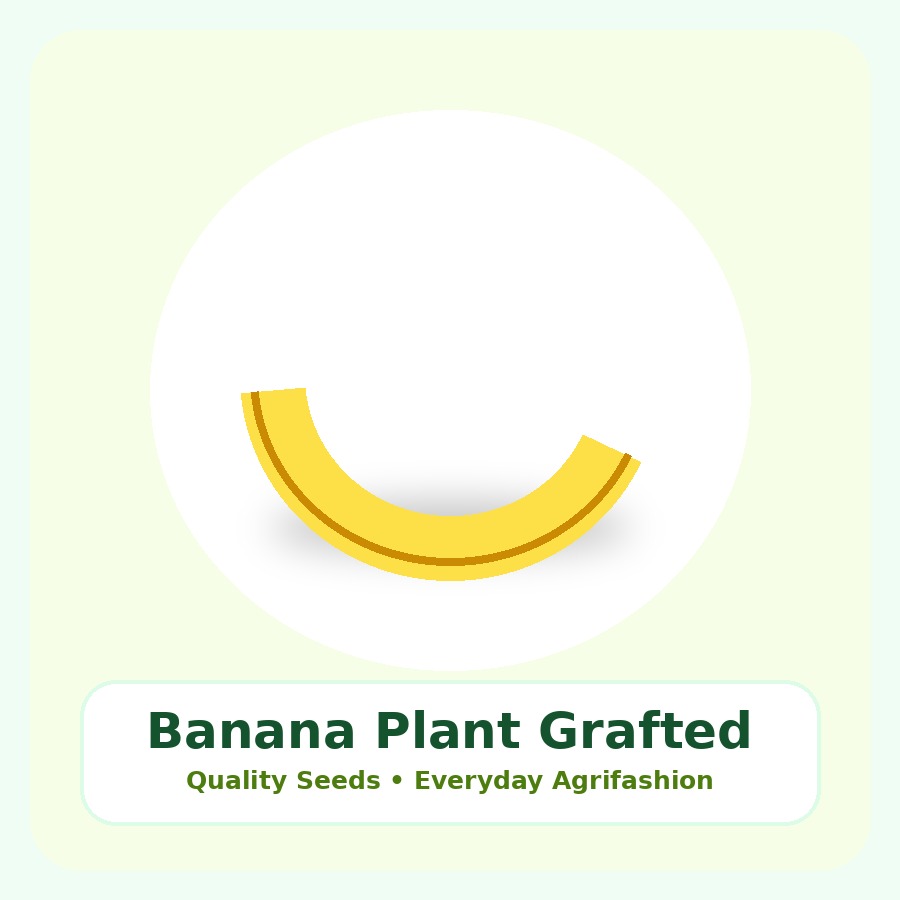 Banana Plant Grafted Plant