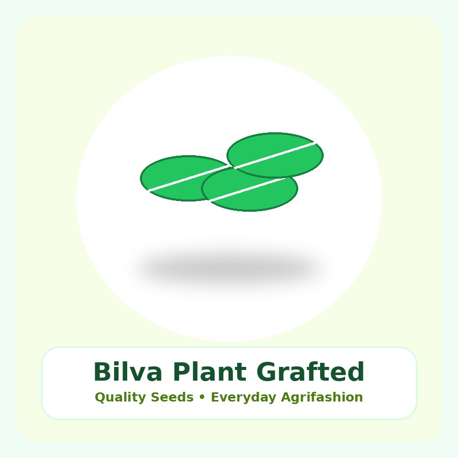 Bilva Plant Grafted Plant