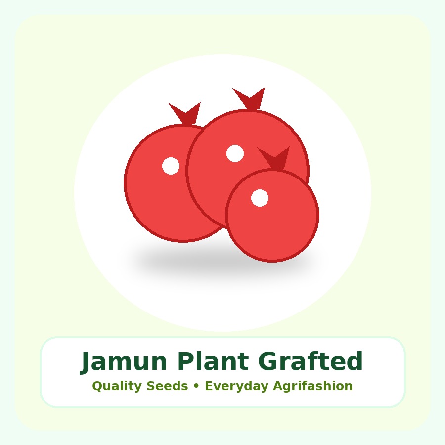 Jamun Plant Grafted Plant