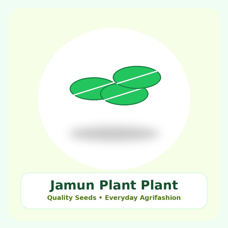 Jamun Plant Premium Plant