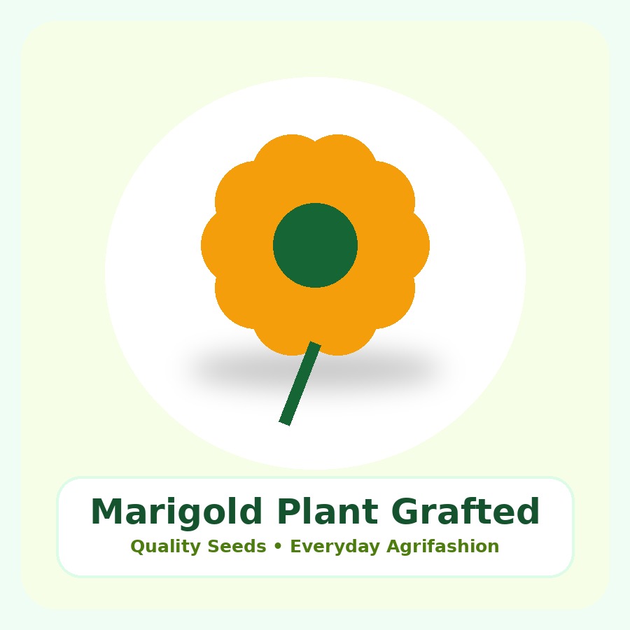 Marigold Plant Grafted Plant
