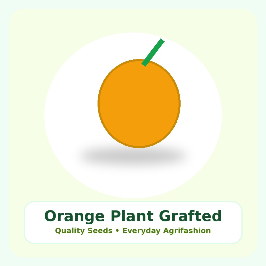 Orange Plant Grafted Plant