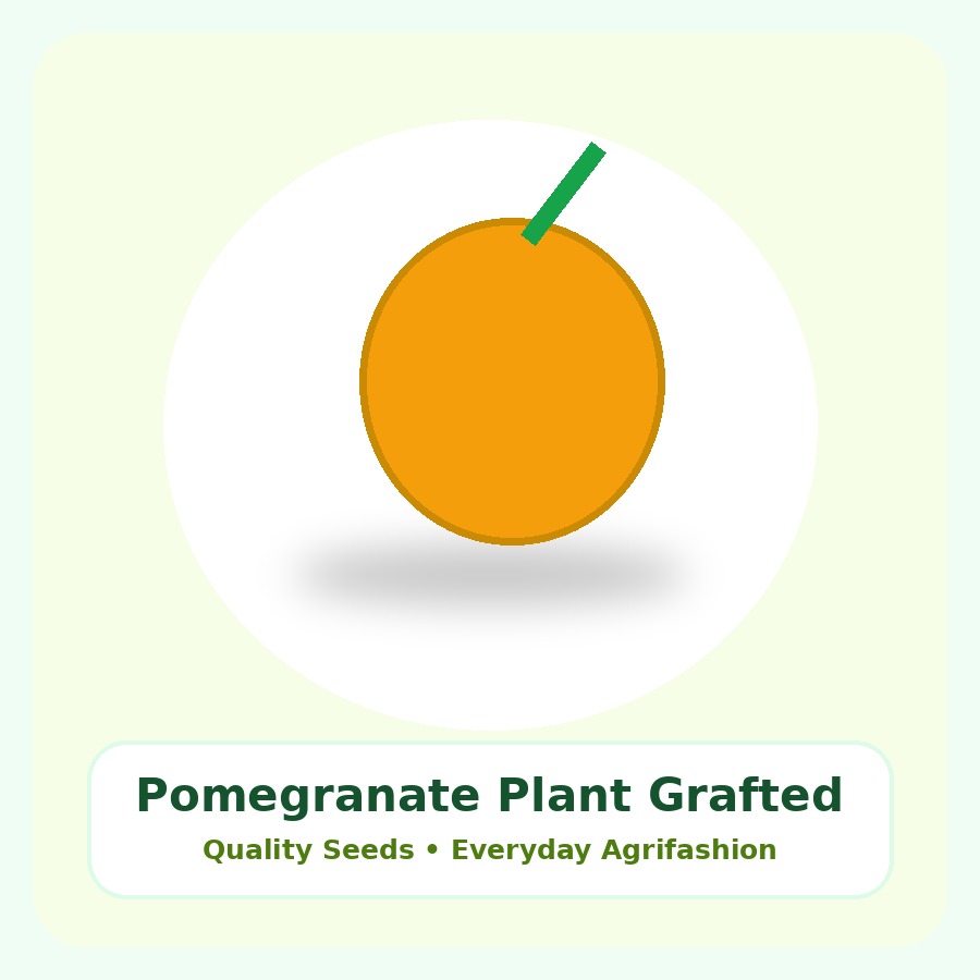 Pomegranate Plant Grafted Plant