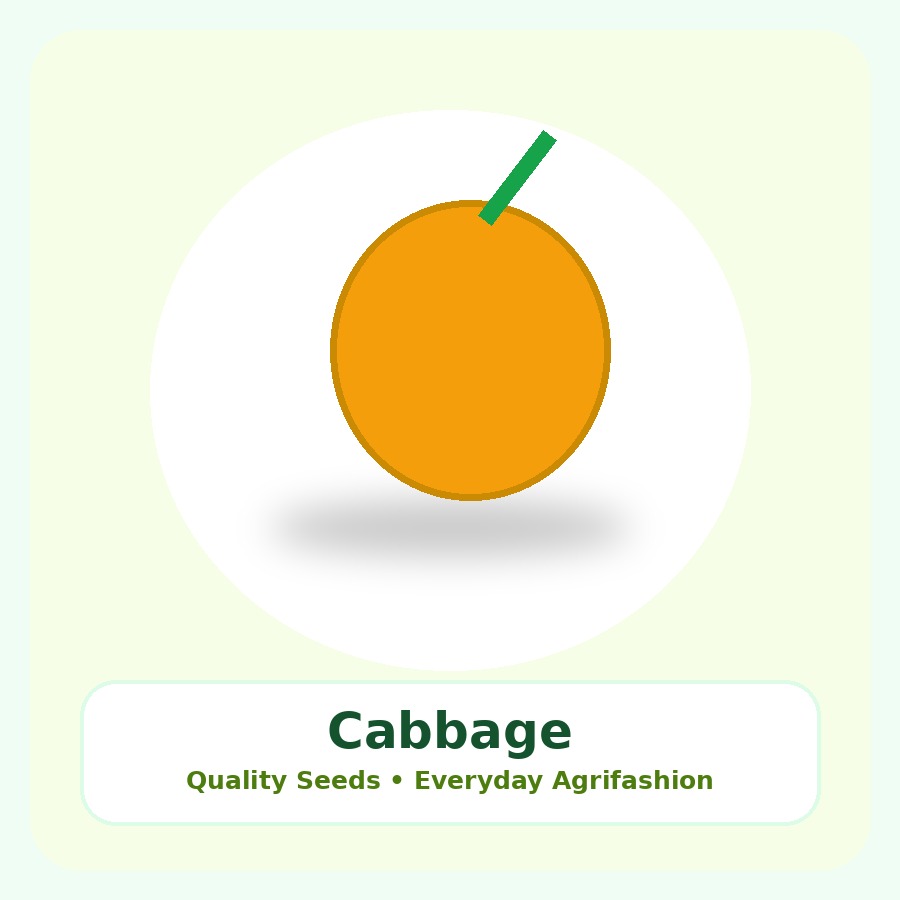 Cabbage Seeds 500g
